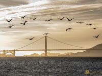 24 Voices Unveiled SF